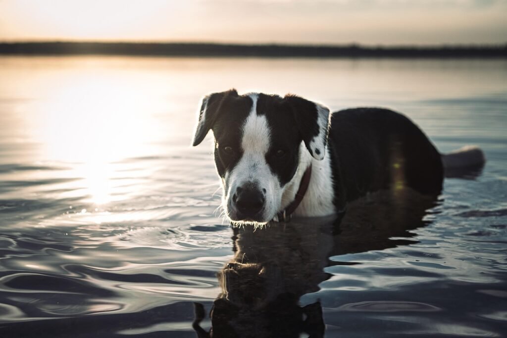 dog, lake, sunset, animal, pet, nature, dusk, canine, swimming, dog, dog, dog, dog, dog, swimming