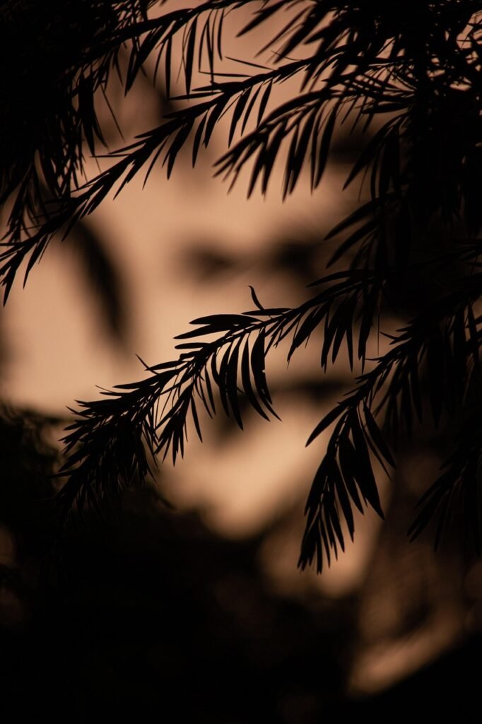 sunset, silhouette, trees, colorful, creative, shadow, focus, nature, black wallpaper, black, black wallpaper, black wallpaper, black wallpaper, black wallpaper, black wallpaper