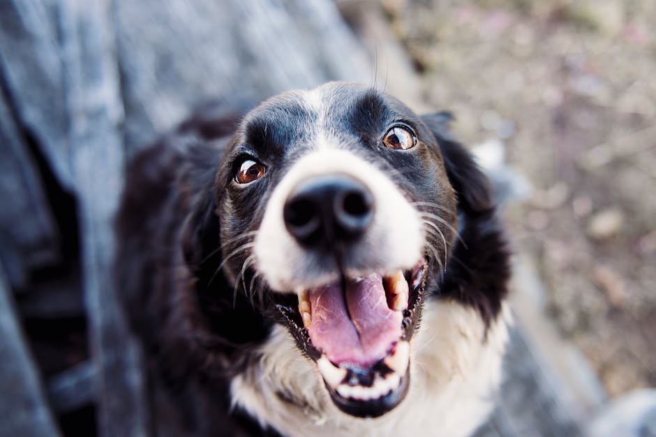 Cão sorrindo demonstrando felicidade e bem-estar com a rotina de cuidados pet.