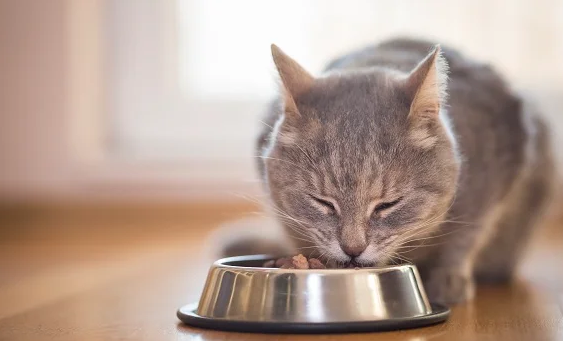 Gato comendo ração seca em um comedouro