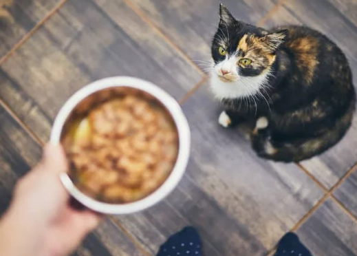 Gato sentado atentamente enquanto observa o tutor segurando o pote de ração antes da refeição